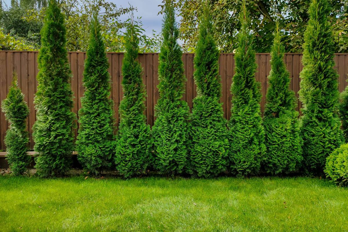 Саджанці кедра